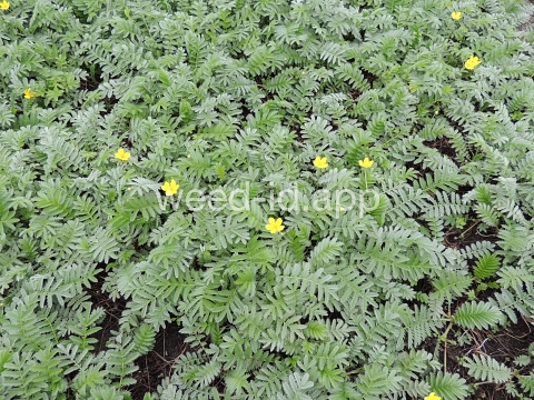 cinquefoil, silverweed